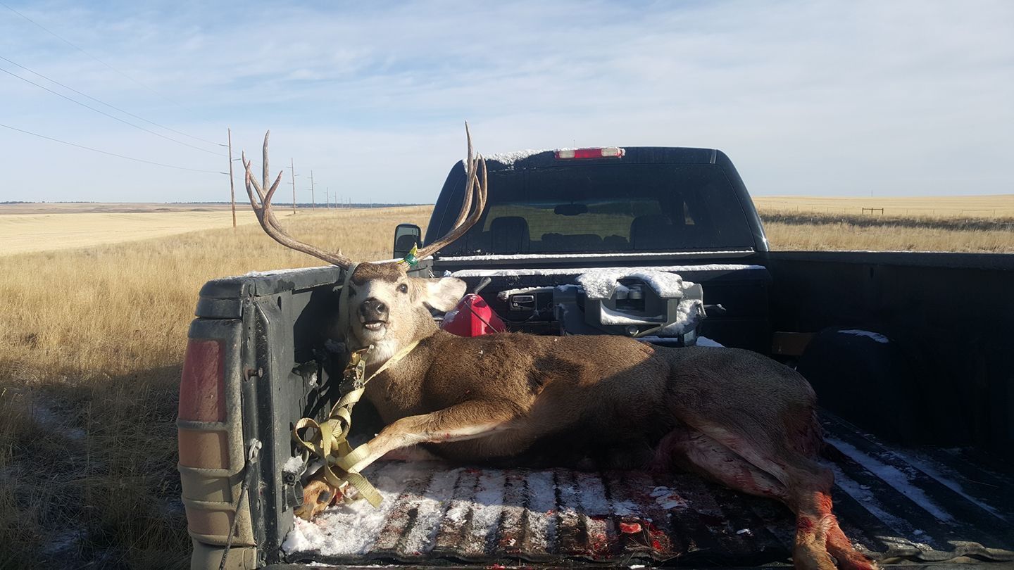 Hunting trophy